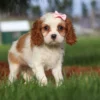 Cavalier puppy with pink ribbon on head