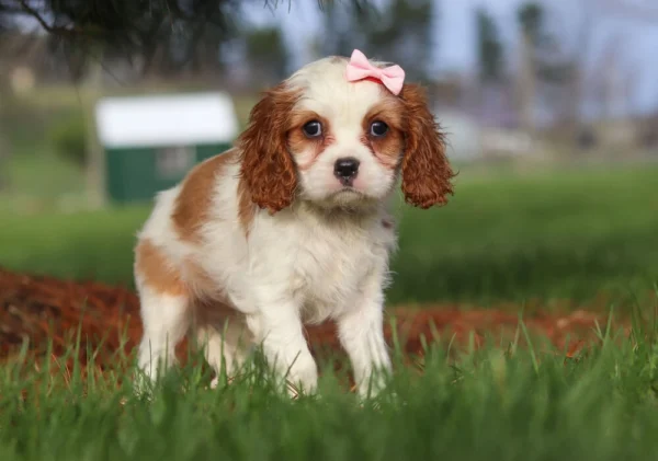 Cavalier puppy with pink ribbon on head