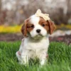 Blenheim Cavalier puppy