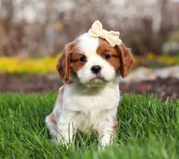 Blenheim Cavalier puppy