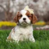 Blenheim Cavalier puppy with tan ribbon