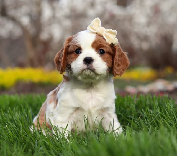 Blenheim Cavalier puppy with tan ribbon