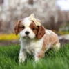Blenheim Cavalier puppy in the grass