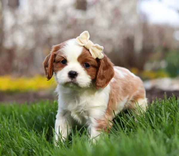 Blenheim Cavalier puppy in the grass