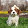 Blenheim Cavalier puppy standing in the grass