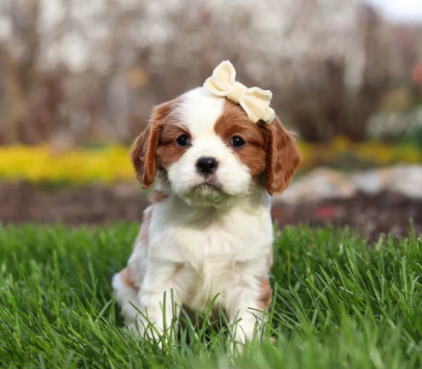 Blenheim Cavalier puppy standing in the grass