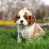 Blenheim Cavalier puppy sitting in the grass with tan ribbon
