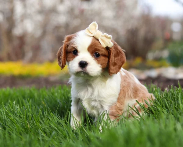 Blenheim Cavalier puppy sitting in the grass with tan ribbon