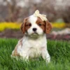 Blenheim Cavalier pup