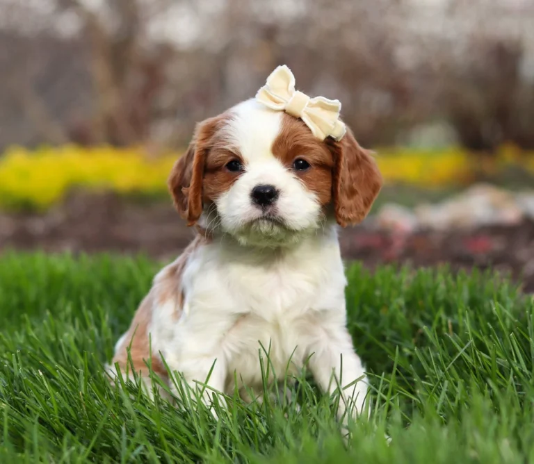 Blenheim Cavalier pup