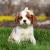 Blenheim Cavalier puppy for adoption