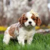 Blenheim Cavalier puppy posing for a picture
