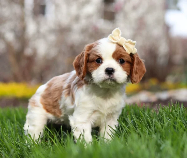 Blenheim Cavalier puppy posing for a picture