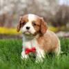 Blenheim Cavalier puppy