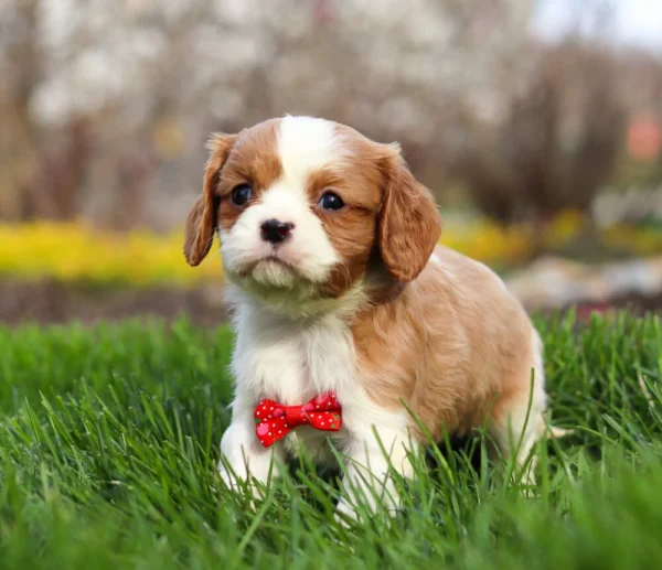 Blenheim Cavalier puppy