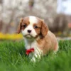 Blenheim Cavalier puppy with red ribbon