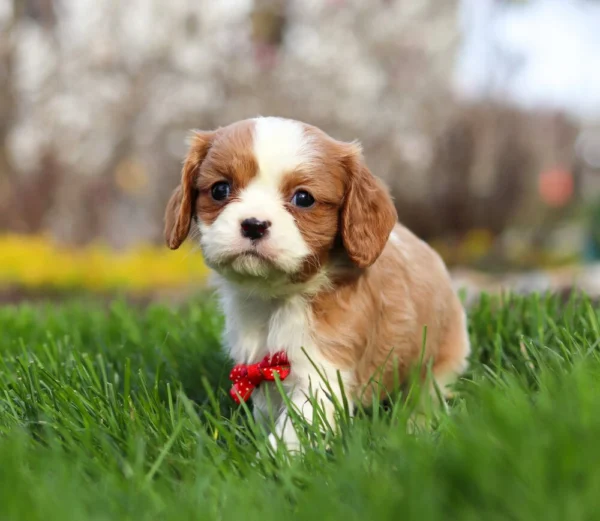 Blenheim Cavalier puppy with red ribbon