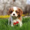 Blenheim Cavalier puppy standing in the grass