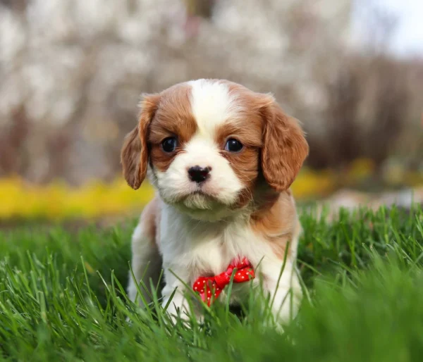 Blenheim Cavalier puppy standing in the grass