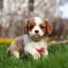 Blenheim Cavalier puppy with red ribbon