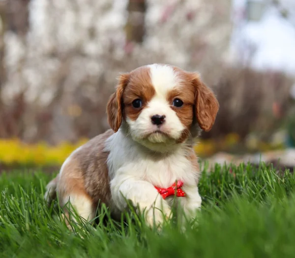 Blenheim Cavalier puppy with red ribbon