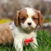 Blenheim Cavalier puppy for adoption