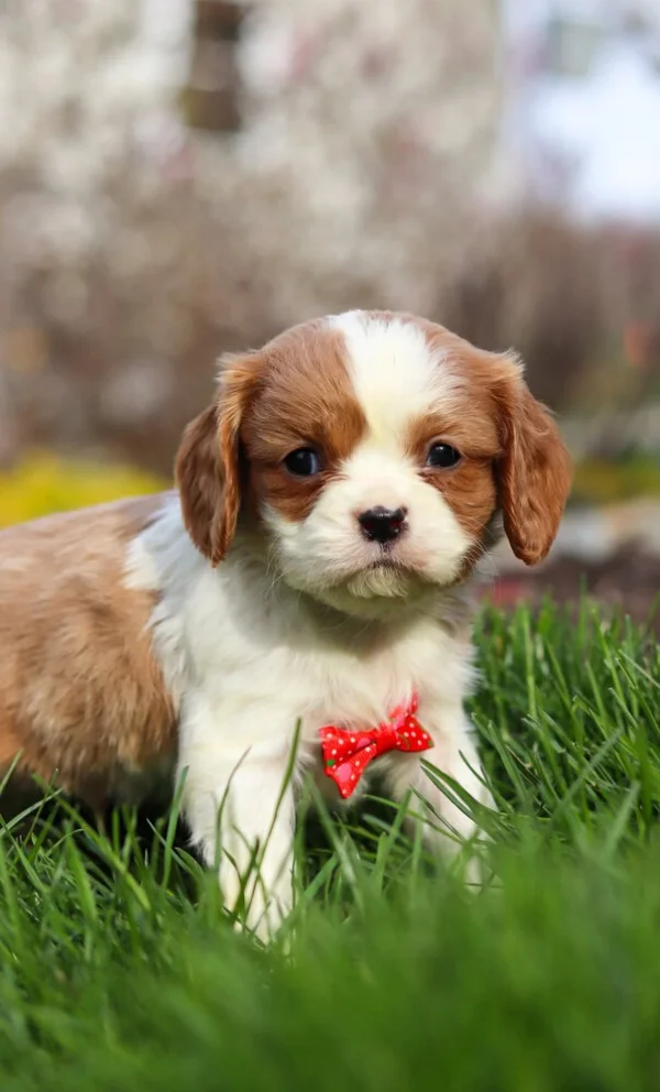 Blenheim Cavalier puppy for adoption