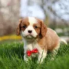 Blenheim Cavalier puppy in the grass