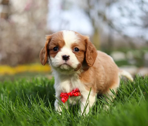 Blenheim Cavalier puppy in the grass