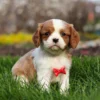 Blenheim Cavalier puppy posing for a picture in the grass