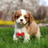 Blenheim Cavalier puppy in the green grass
