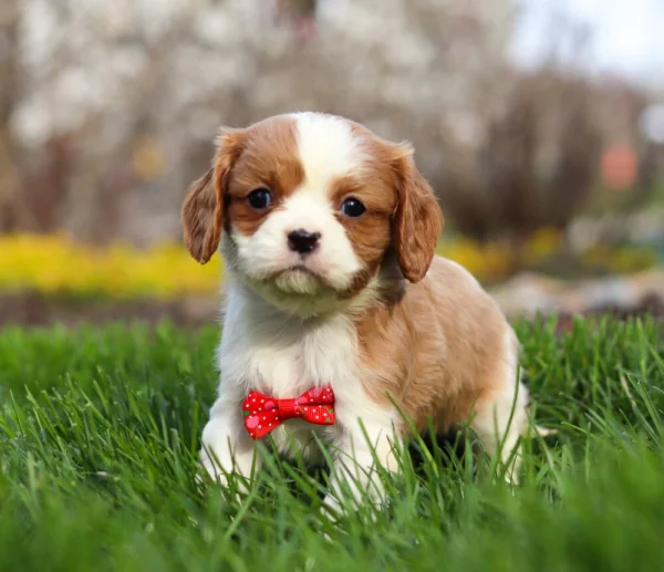 Blenheim Cavalier puppy in the green grass