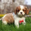Blenheim Cavalier puppy side view
