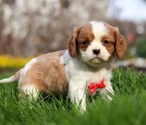 Blenheim Cavalier puppy side view