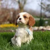 Blenheim Cavalier puppy