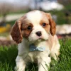 Blenheim Cavalier puppy staring at camera