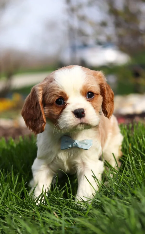 Blenheim Cavalier puppy staring at camera