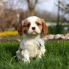 Blenheim Cavalier puppy with blue ribbon