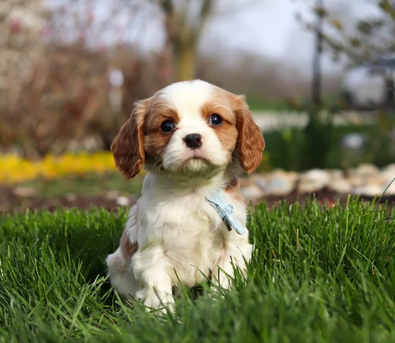 Blenheim Cavalier puppy with blue ribbon