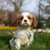 Blenheim Cavalier puppy with blue ribbon sitting in the grass