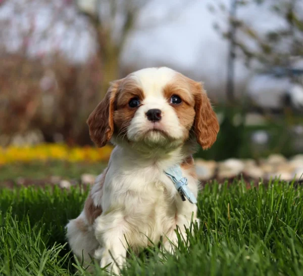 Blenheim Cavalier puppy with blue ribbon sitting in the grass