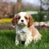 Blenheim Cavalier puppy available for adoption