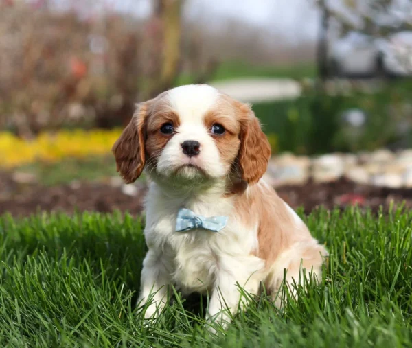 Blenheim Cavalier puppy available for adoption