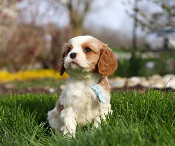 Blenheim Cavalier puppy gazing at the sky
