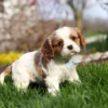 Blenheim Cavalier puppy running through the grass