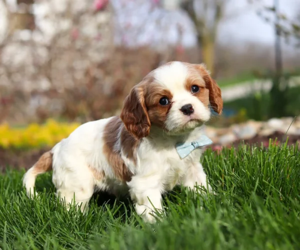 Blenheim Cavalier puppy running through the grass