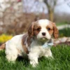 Blenheim Cavalier puppy with blue checkered ribbon