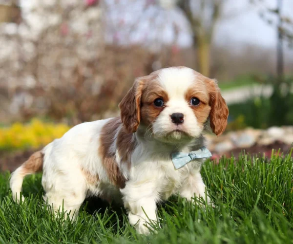 Blenheim Cavalier puppy with blue checkered ribbon