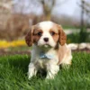 Blenheim Cavalier puppy posing for picture