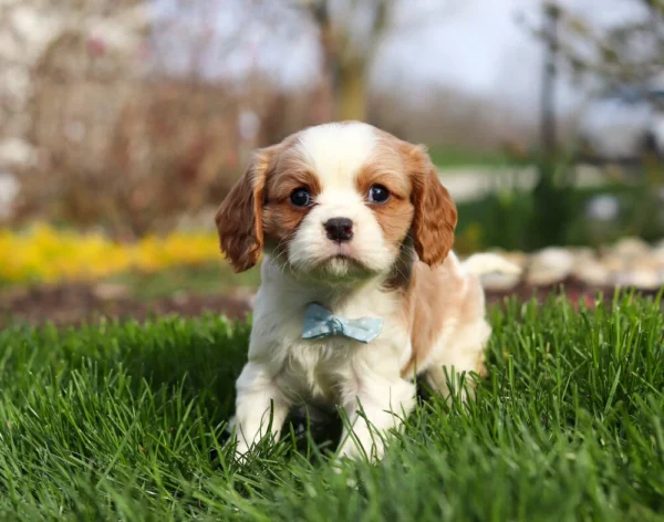 Blenheim Cavalier puppy posing for picture